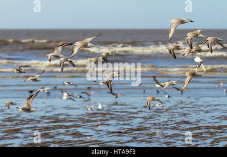 Southport, Merseyside, 9 mars 2017. Météo britannique. Les températures chaudes et les vents du sud soufflent en wheeling des bandes d'oiseaux migrateurs considérés comme les bécasseaux sanderling, noeud et le Bécasseau variable. Les Bécasseaux sanderling migrent vers le sud lorsque les températures tombent à devenir l'un des oiseaux les plus courants le long des plages et ces troupeaux, très bientôt quitter pour se reproduire dans la toundra arctique. Ces troupeaux mixtes sont généralement trouvés autour de la côte où il y a de grandes plages de sable fin qui sont relativement peu perturbé avec le nord-ouest ayant plusieurs emplacements appropriés. /AlamyLiveNews MediaWorldImages Crédit : Banque D'Images