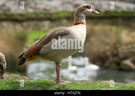 Photo d'un Egyptian goose debout sur une banque avec des cygnes nageant dans l'arrière-plan Banque D'Images