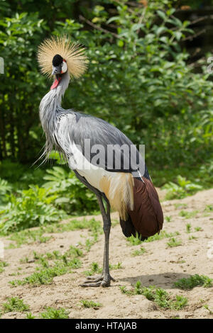 Photo d'une belle grue couronnée debout dans le soleil sur une journée ensoleillée Banque D'Images