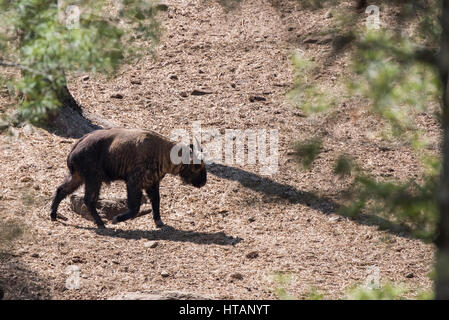 Le Bhoutan, Thimphu. Motithang Takin Préserver, animal national du Bhoutan. Takin (Captive : Budorcas taxicolor whitei) aka chamois ou bétail Chèvre gnu. Ã‰noncés Banque D'Images