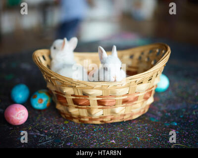 Bébé curieux-bunny à la recherche de panier Banque D'Images