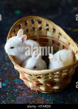 Des lapins blancs moelleux assis dans le panier, un bunny à out Banque D'Images