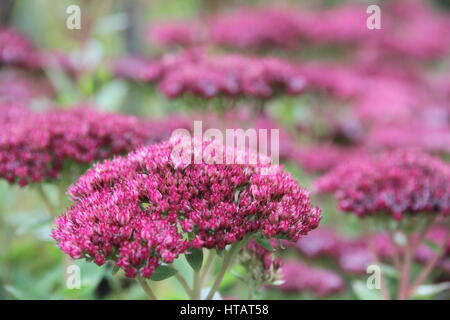 Usine de glace rose Sedum Banque D'Images