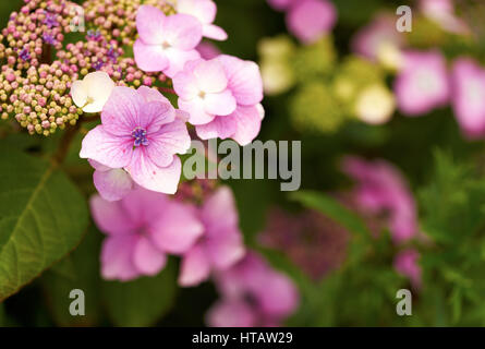 Hortensia rose fleurs dans un jardin de campagne anglaise. Banque D'Images