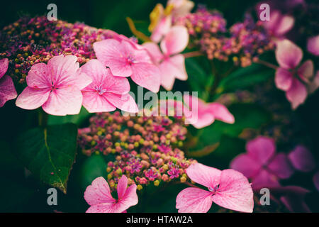 Hortensia rose fleurs dans un jardin de campagne anglaise. Style et couleur du grain de film ajouté à l'image. Banque D'Images