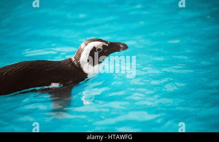 Belle piscine dans l'eau blue penguin dans ocean Banque D'Images