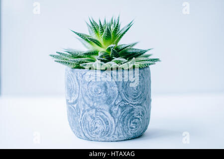 Plantes Succulentes en gris vert contenant avec fond blanc Banque D'Images