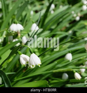 Leucojum - petites fleurs blanches en forme de cloche avec point vert sur la pointe du pétale Banque D'Images