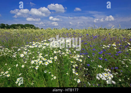Fleurs dans le domaine du transport du grain, Blumen im Getreidefeld Banque D'Images