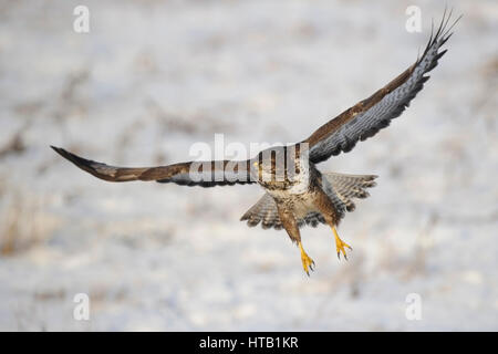 Flying buse variable en hiver, buse variable en hiver, Fliegender Maeusebussard Maeusebussard im Winter, im Winter Banque D'Images