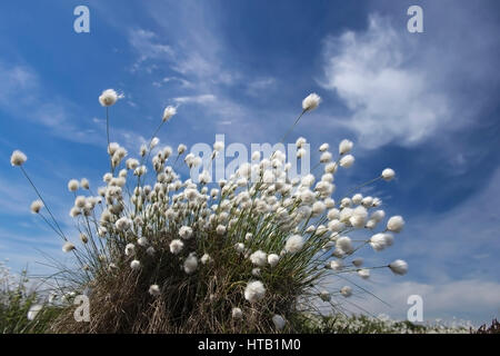 Coton en fleur, fruit de l'herbe dans l'herbe en coton fin moor, Bluehendes Fruchtendes Wollgras Wollgras, im Moor Banque D'Images