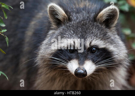 Le raton laveur se trouve dans l'arbre, le raton laveur Procyon lotor,,, Waschbaer sitzt im Baum Banque D'Images