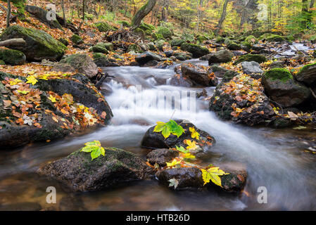 River Bode, feuillage de l'automne, la vallée de l'Ilse d'automne dans la résine, Fluss Bode, Herbstlaub, , Herbstliches Ilsetal im Harz Banque D'Images