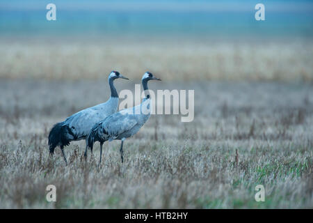 Crane, slack slack, grues sur le train d'automne, Kranich, Grus grus, Kraniche auf dem Herbstzug Banque D'Images