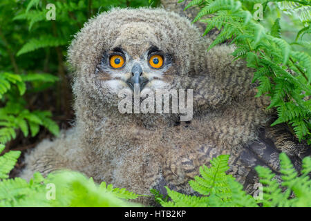Jeune grand-duc, Bubo bubo, young eagle hiboux, Junger Uhu, Junge Uhus Banque D'Images