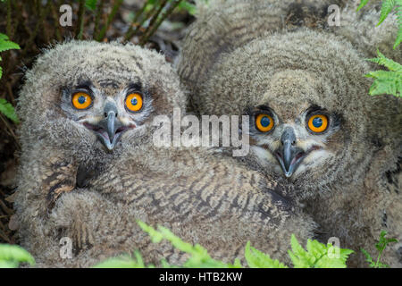 Jeune grand-duc, Bubo bubo, young eagle hiboux, Junger Uhu, Junge Uhus Banque D'Images