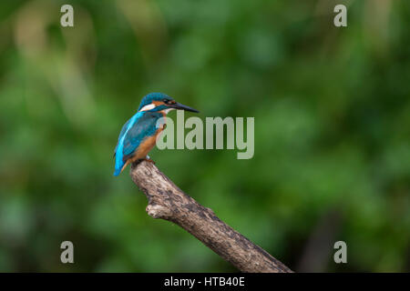 Kingfisher Alcedo atthis) ( à la booty dans l'eau Banque D'Images