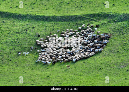 Troupeau de moutons dans les montagnes de collecte Banque D'Images