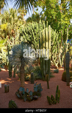 Catus dans le Jardin Majorelle jardin botanique conçu par l'artiste français Jacques Majorelle dans les années 1920 et 1930, Marrakech, Maroc Banque D'Images