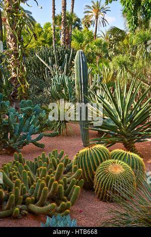 Catus dans le Jardin Majorelle jardin botanique conçu par l'artiste français Jacques Majorelle dans les années 1920 et 1930, Marrakech, Maroc Banque D'Images