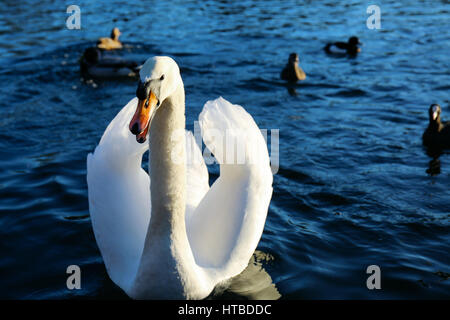 Swan en colère dans l'eau bleu du lac dans un parc par une journée ensoleillée, des canards dans l'arrière-plan. Banque D'Images