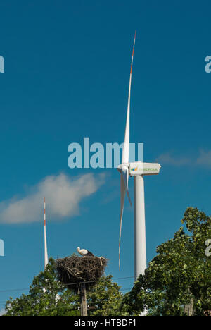 Nid de cigognes et éolienne au village d'Koniecwald près de Sztum, Poméranie, Pologne Banque D'Images