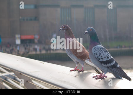 Deux couples de pigeons sur le bord d'argent Banque D'Images