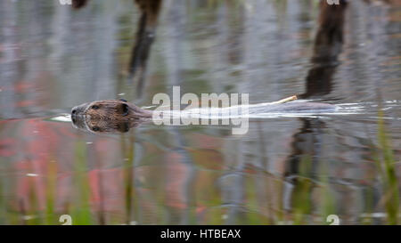 Un castor à la nage dans un étang nr Whitefish Falls, District de Sudbury, Ontario, Canada Banque D'Images