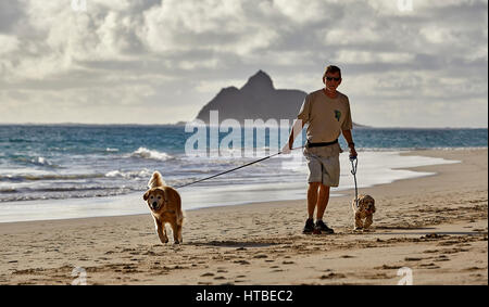 Kailua, Hawaii, USA - 30 juillet 2016 : Un homme marche ses deux chiens au petit matin sur la plage de Kailua Bay Banque D'Images