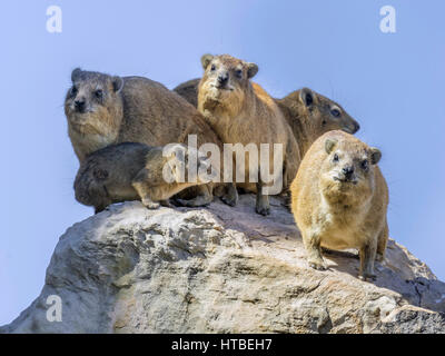 Rock Hyrax ou du Cap (Procavia capensis), le Parc National de Mapungubwe, Limpopo, Afrique du Sud Banque D'Images