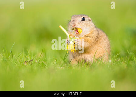 European (Spermophilus citellus citellus) manger des pissenlits, Parc national du lac de Neusiedl, Seewinkel, Burgenland Banque D'Images