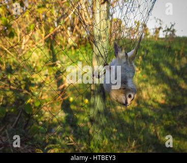 Goldcrest piégés dans des oiseaux avant de baguage en net Jomfruland Norvège Banque D'Images