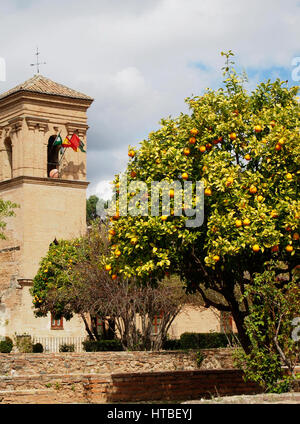 Un oranger avec des fruits à l'Alhambra à Grenade, Espagne fort. Banque D'Images