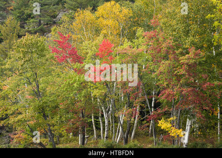 Couleurs d'Automne, lac Frood frangeant nr Whitefish Falls, District de Sudbury, Ontario, Canada Banque D'Images