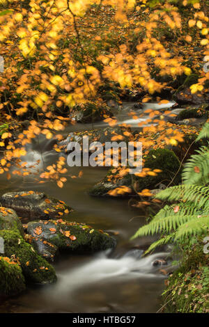 Couleurs d'automne à Horner l'eau, Parc National d'Exmoor, Somerset, England, UK Banque D'Images