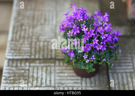 Petites fleurs pourpre campanula planté en pot brun sur les marches en pierre. Banque D'Images