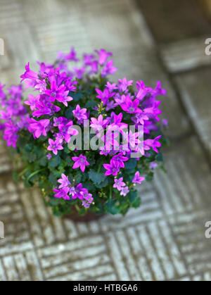 Petites fleurs pourpre campanula planté en pot brun sur les marches en pierre. Banque D'Images