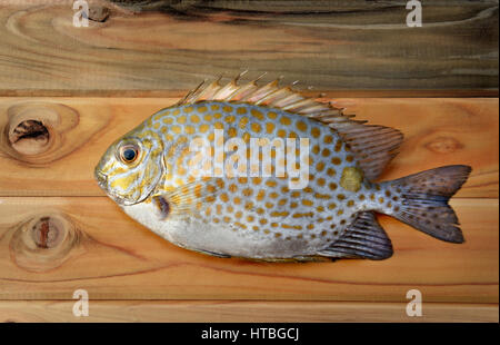 Siganus guttatus de poisson frais du marché de la pêche pour la cuisine c'est bon genre de photo de fruits de mer dans la lumière du soleil en plein air Banque D'Images