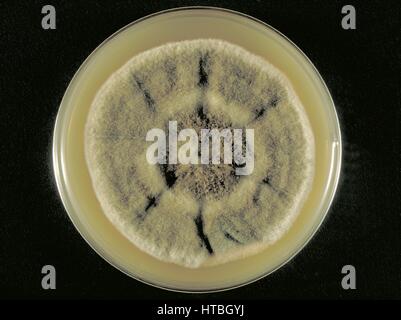 Plaque de gélose de Sabouraud dextrose culture culture le champignon Curvularia harveyi, 1973. Image courtoisie CDC/Dr. William Kaplan. Banque D'Images