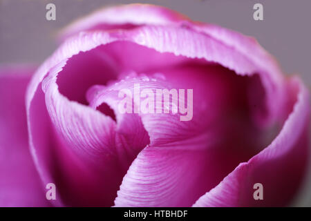 Gouttelettes d'eau sur une fleur de tulipe en train de se défurquer/ d'ouvrir- gouttelettes de rosée ou de pluie sur les pétales frais. Plein format. Photographie macro. Se sentir bien . Banque D'Images