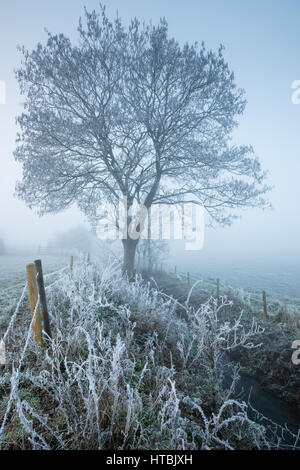 Un arbre givré misty à l'aube, Kingsbury, Milborne Port, Somerset, England, UK Banque D'Images