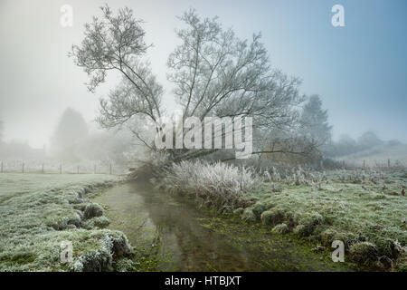 Un matin brumeux, frosty sur les rives de l'Gascoigne, Kingsbury, Milborne Port, Somerset, England, UK Banque D'Images