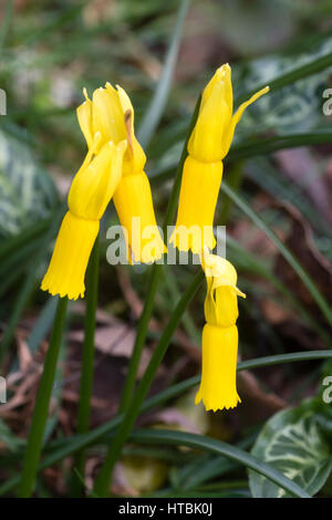 De près de l'arrière a balayé les fleurs de l'ampoule de floraison au début du printemps, Narcissus cyclamineus Banque D'Images