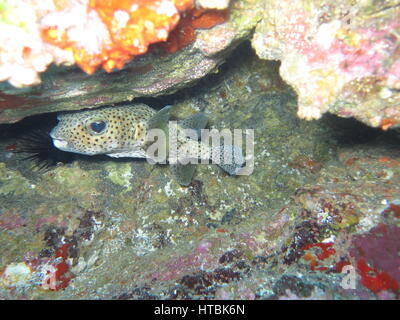 Spot-fin Porcs-épics (Diodon hystrix) se cachant sous rock Banque D'Images