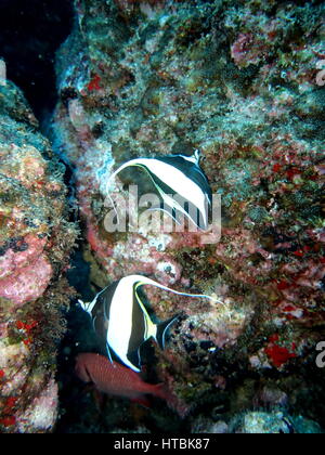 Deux poissons idole maure (Zanclus cornutus) Banque D'Images