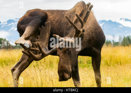 Orignal (Alces alces) utilise des bois à zéro c'est la jambe, captifs à l'Alaska Wildlife Conservation Center, le centre-sud de l'Alaska Banque D'Images