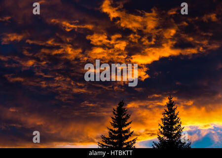 Silhouette d'arbres verts contre les nuages colorés spectaculaires au coucher du soleil ; Calgary, Alberta, Canada Banque D'Images