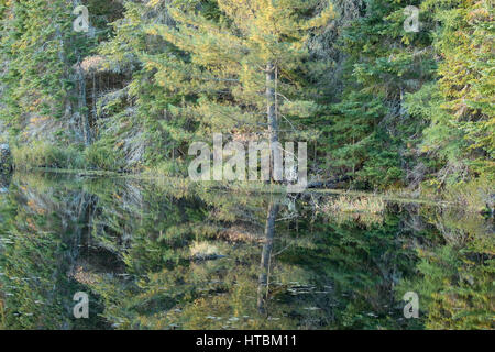 L'aube, le loup hurle étang, Algonquin Provincial Park, Ontario, Canada Banque D'Images