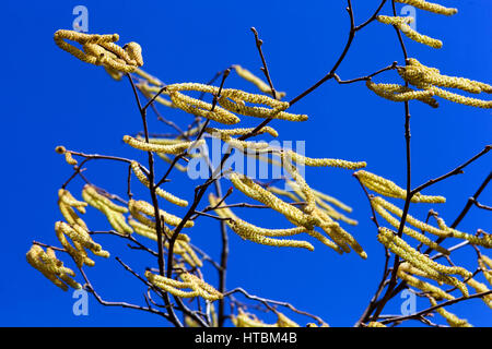 Corylus avellana Corkscrew Hazel Catkins dans le vent Banque D'Images