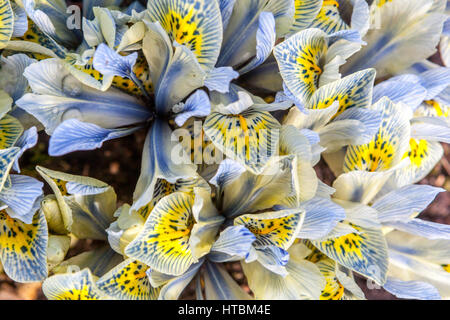 Katharine Iris reticulata Iris nain Hodgkin Banque D'Images